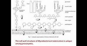 Membrane lipid content of Mycobacterium tuberculosis