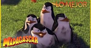DreamWorks Madagascar en Español | Lo Mejor de los Pingüinos Parte 2 | Dibujos Animados para Niños