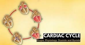 Cardiac cycle, stages, physiology, Diastole and systole in the cardiac cycle.