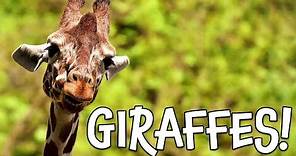 Giraffes! Learn about Giraffes for Kids