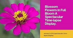 Blossom Flowers in Full Bloom A Spectacular Time-lapse Display.