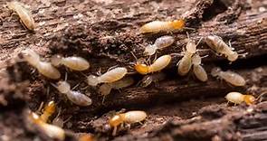 Subterranean Termites vs Drywood Termites: 3 Key Differences to Know