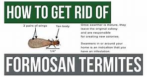 How to Get Rid Of Formosan Termites Guaranteed- 4 Easy Steps