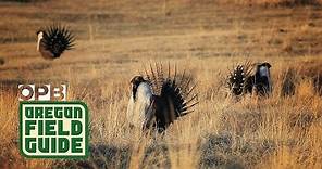 The Strange Mating Ritual Of The Sage Grouse