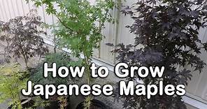 All About Japanese Maples - Weeping and Upright Varieties, Heights, Leaf Color Information
