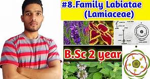 Family Lamiaceae or Labiatae||Floral characters||Floral formula and Economic importance|| B.Sc 2year
