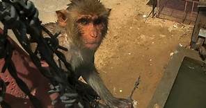 Dive-bombing macaques - Monkey Planet: Preview - BBC One