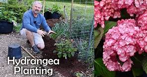 How to Plant a Hydrangea