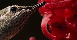 Male Hummingbirds Fight for Nectar | BBC Earth