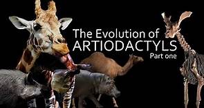 The Evolution of Artiodactyls (part one) : Boars, Camels and Giraffes 🐪