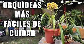 Orquídeas Más Fáciles de Cultivar || Orquiplanet