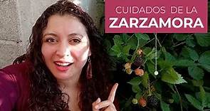 Zarzamoras: cuidados principales, beneficios, características y usos de la planta de moras negras