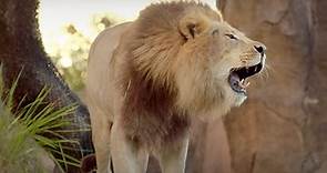 Magic of Disney's Animal Kingdom | Official Trailer | Disney