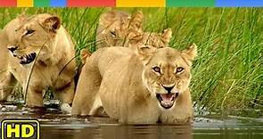 Relentless Enemies of King Lion in Okavango Delta - National Geographic Documentary 2023