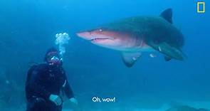 Shark Beach with Chris Hemsworth | Sharkfest 2021