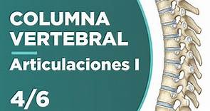 COLUMNA VERTEBRAL 4/6 Articulaciones cervicales, torácicas, lumbares 😱