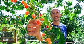 How to Grow Cherries, Complete Growing Guide and Harvest