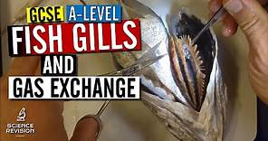 GCSE / A level Biology - Fish Gills and Gas Exchange (Fish Head Dissection)
