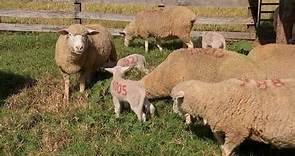 Criadores de ovinos investem na raça ‘ile de france’