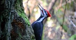 Pileated Woodpecker pecking and calling