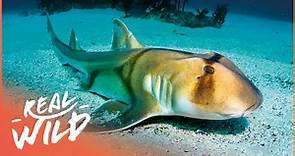 The Fascinating Breeding Method Of Port Jackson Sharks | Shark Gordon | Real Wild