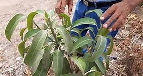 Poda de formación de un árbol de mango Kent, sembrado en ALTA DENSIDAD