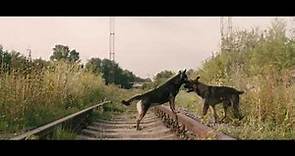 Trailer de Space Dogs subtitulado en inglés (HD)