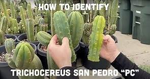 How to Identify Trichocereus San Pedro “PC” l Mallacht’s Plants