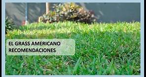 El Grass americano (Stenotaphrum secundatum)