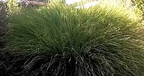 Miscanthus sinensis 'Gracillimus' - Maiden Grass