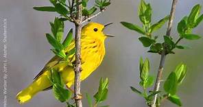 Yellow Warbler Song
