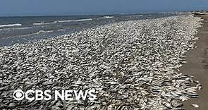 Tens of thousands of dead fish wash up on Texas coast