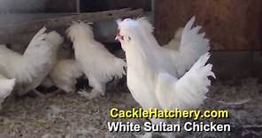 White Sultan Chicken Breed (Breeder Flock) | Cackle Hatchery