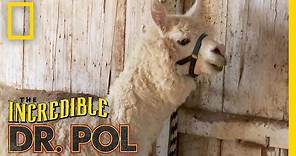 Spitting Mad | The Incredible Dr. Pol