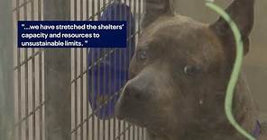 Georgia animal shelter to begin killing dogs | FOX 5 News