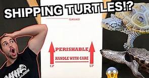 How To Ship *LIVE TURTLES*