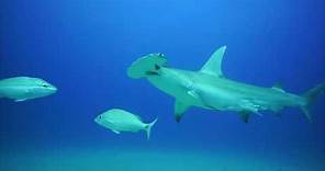 Hammerhead Sharks Feeding Frenzy