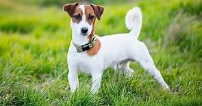 Jack Russell Terrier - Hogarmanía
