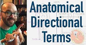 Anatomical Directional Terms - Why Doctors Use Big Words to Describe Where Things Are