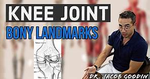 Knee Joint Anatomy: Bony Landmarks