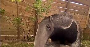 Giant Anteater | Giant Anteater Tongue