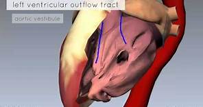 Heart Anatomy - Left Ventricle - 3D Anatomy Tutorial