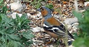 Bird Facts: The Common Chaffinch
