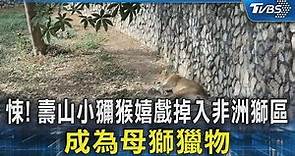 悚! 壽山小獼猴嬉戲掉入非洲獅區 成為母獅獵物｜TVBS新聞 @TVBSNEWS02
