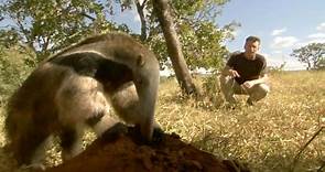 The giant anteater and the termites