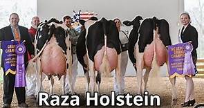 Raza de ganado lechero Holstein. La mejor raza de vacas lechera en el mundo.