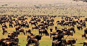 The Great Wildebeest Migration: Lions and Crocs are Waiting | Nat Geo Documentary Full HD 1080p