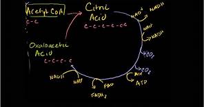 Ciclo de Krebs o del ácido cítrico
