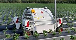 Thorvald driving autonomously in strawberry field in Florida
