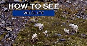 How to see Wildlife in Alaska